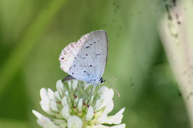 Farfalle di campo